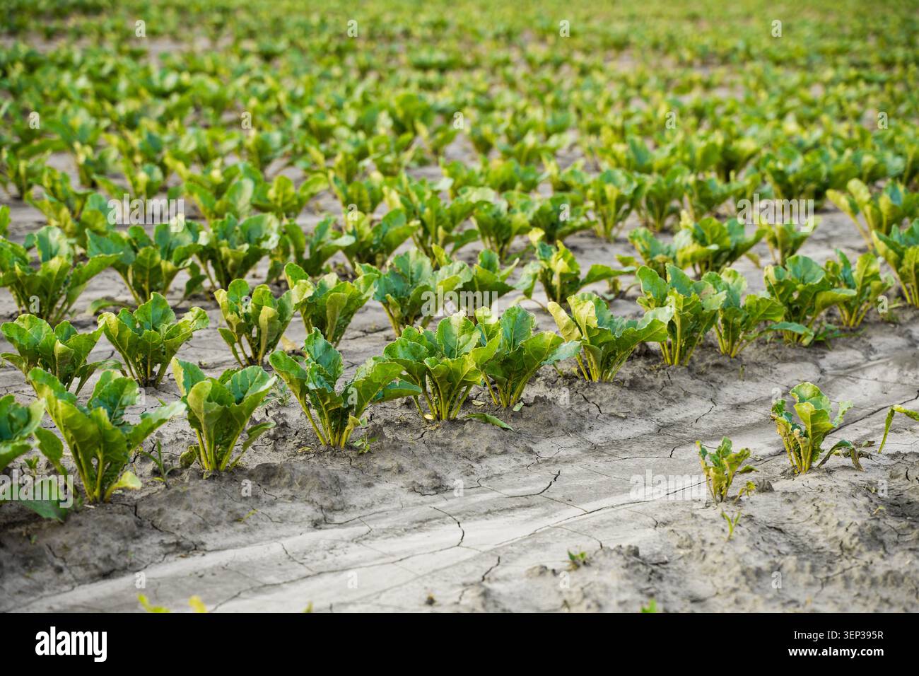 Jeunes plantes vertes poussant dans des rangées de sol fissuré sec présentant un impact de sécheresse sur l'agriculture et la production alimentaire Banque D'Images
