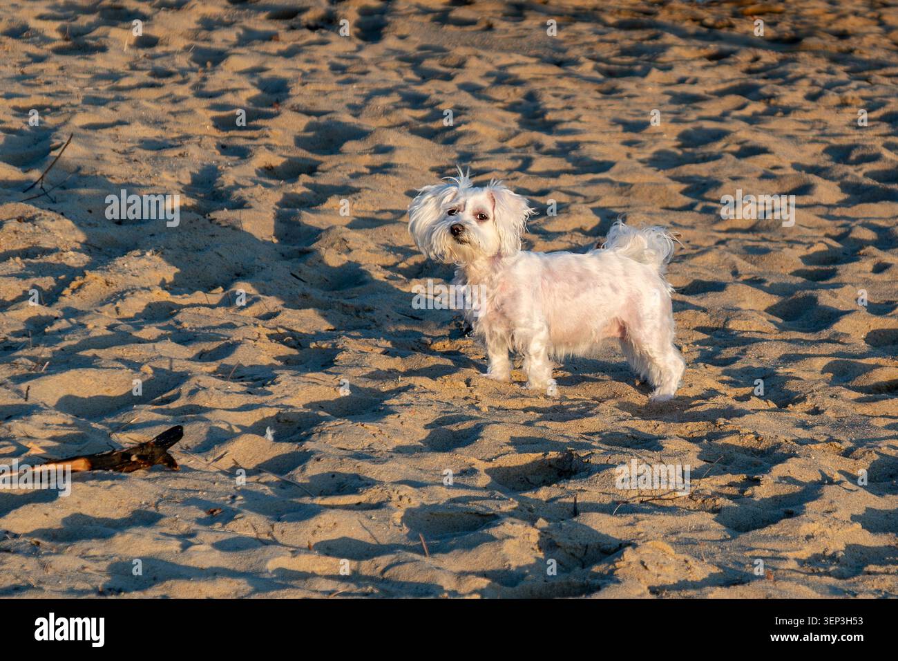 Un petit chien de compagnie blanc debout sur une plage de sable fin pendant l'heure dorée à Åros à Søgne, Kristiansand, Norvège Banque D'Images