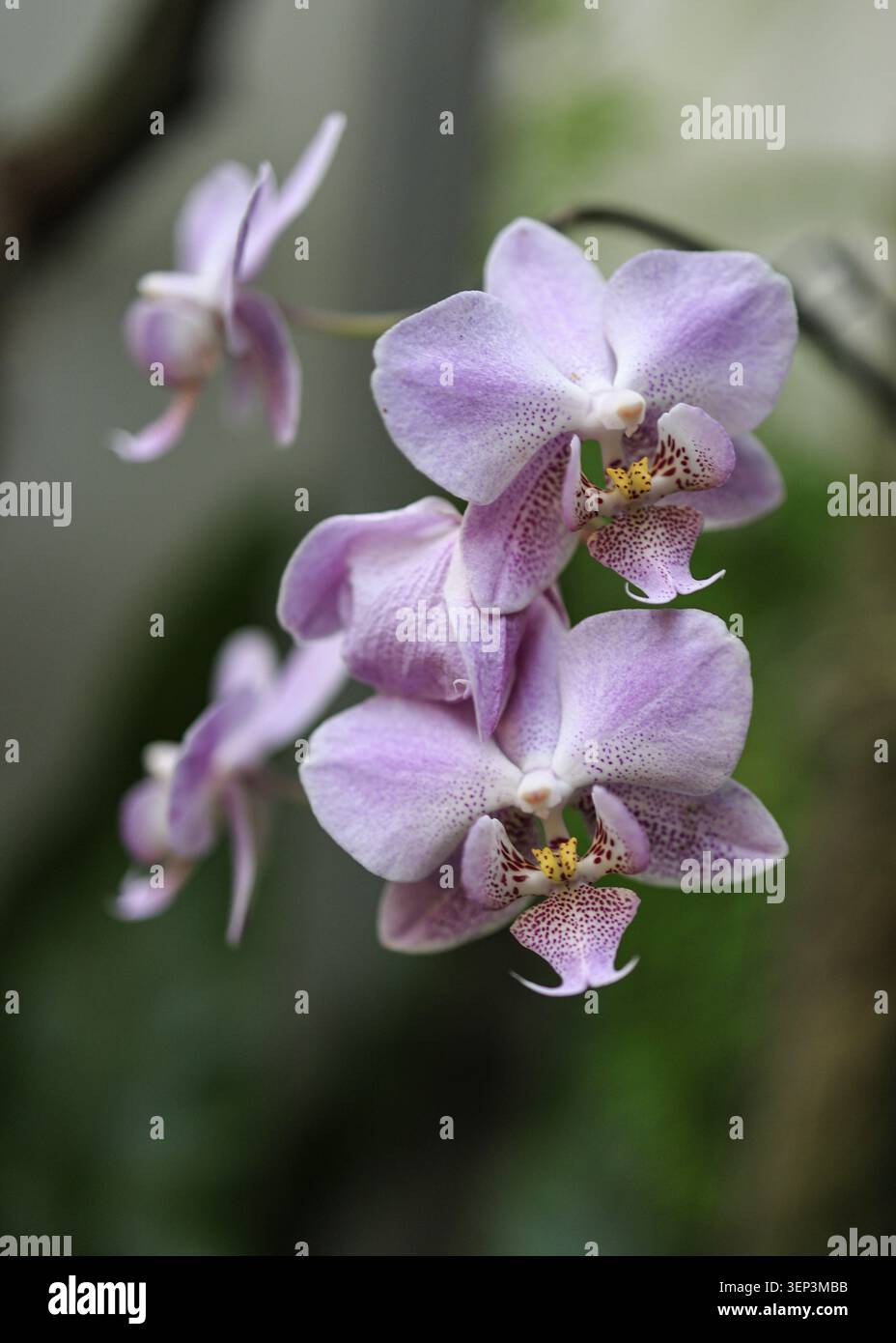 Fleurs d'orchidée de papillons de nuit Phalaenopsis violet clair avec lèvre tachetée et centre jaune fleurissant sur tige arquée, macro-photographie en gros plan avec bokeh doux Banque D'Images