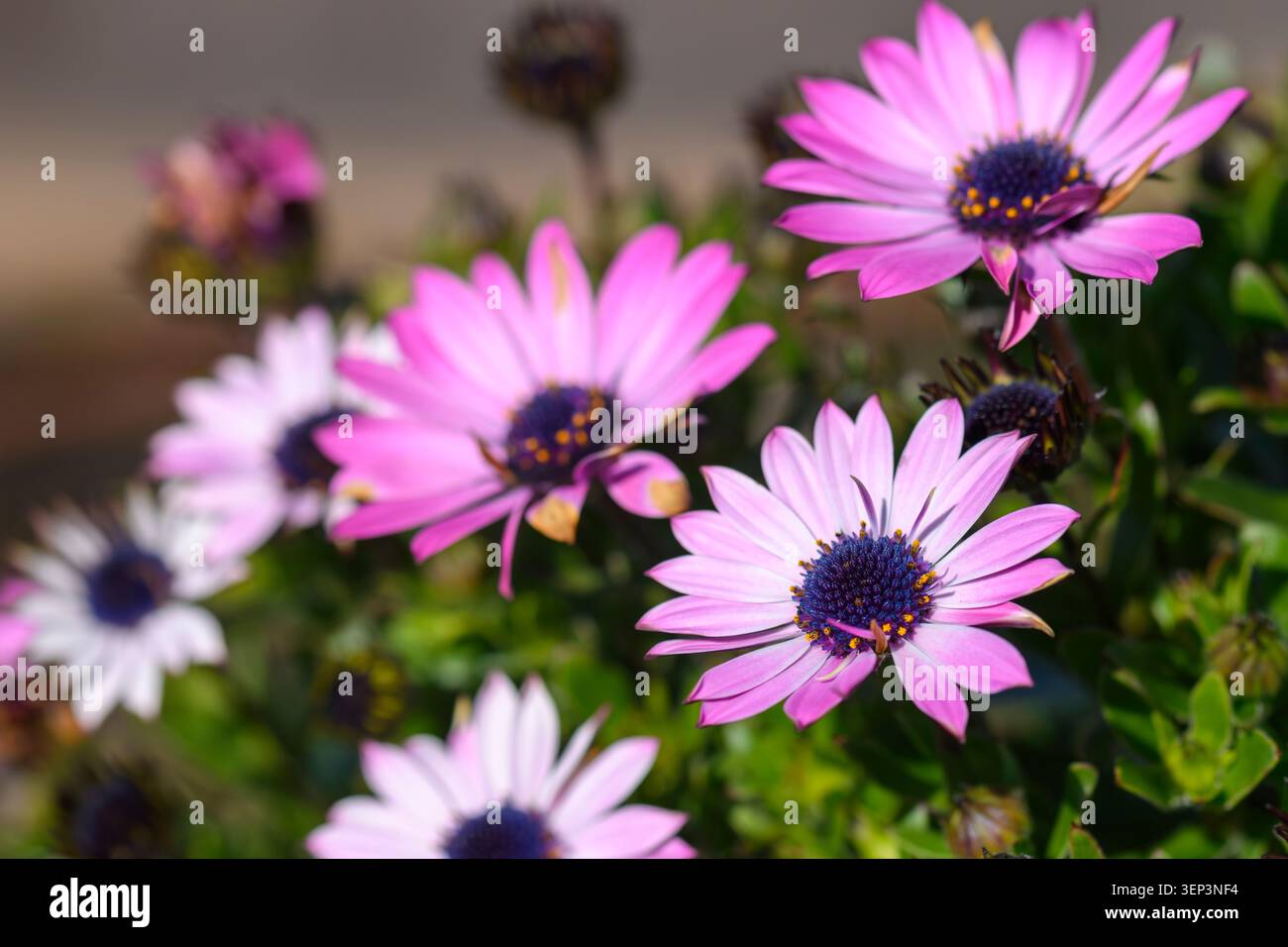 African Daisy, Dimorphotheca ecklonis, Vancouver, colombie-Britannique, Canada Banque D'Images