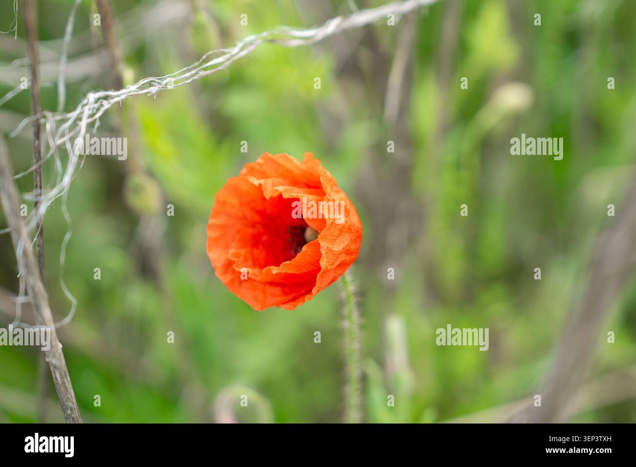 Gros plan détaillé d'une fleur de coquelicot rouge éclatante qui fleurit parmi l'herbe sèche dans un champ d'été. Parfait pour les arrière-plans botaniques, salutations Banque D'Images