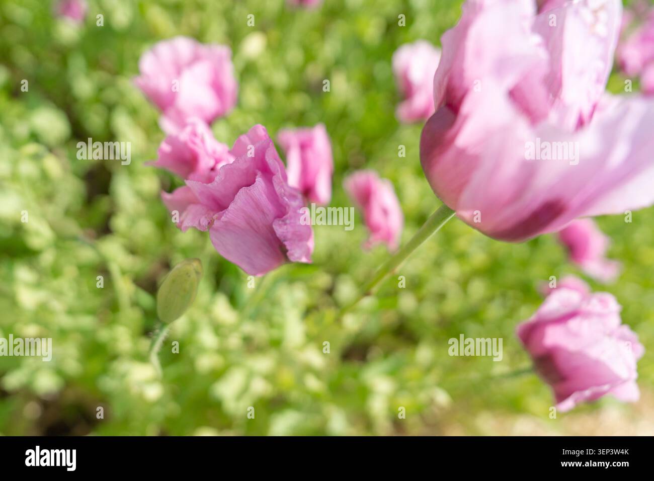 Un gros plan en grand angle unique regardant le cœur d'une fleur de coquelicot violette entourée de feuilles vertes. Fond de texture parfait Banque D'Images