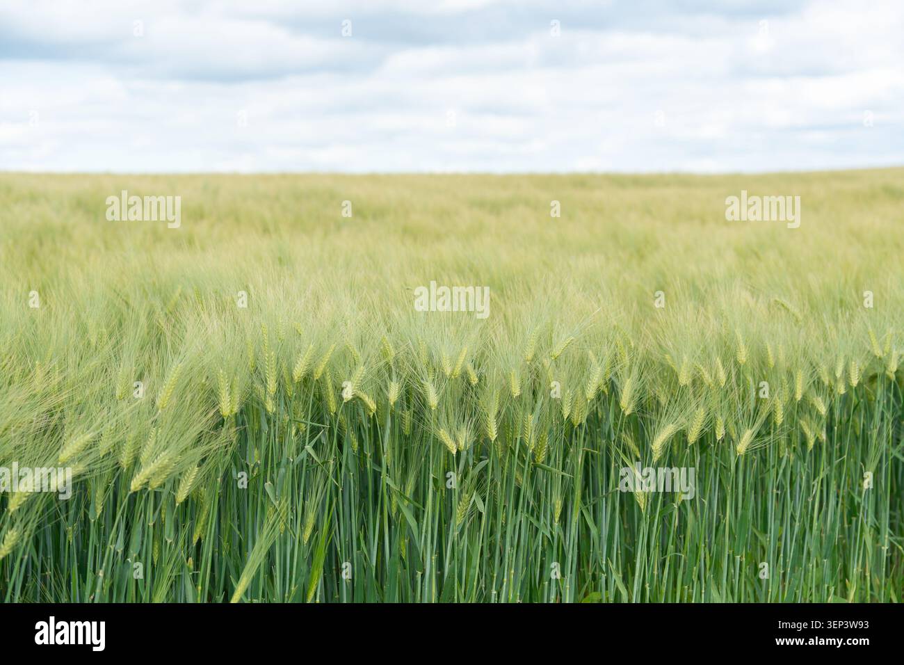 Une large vue horizontale d'un champ d'orge vert luxuriant atteignant un ciel d'été lumineux et nuageux. Idéal pour la production céréalière, le marketing agronomique, et Banque D'Images