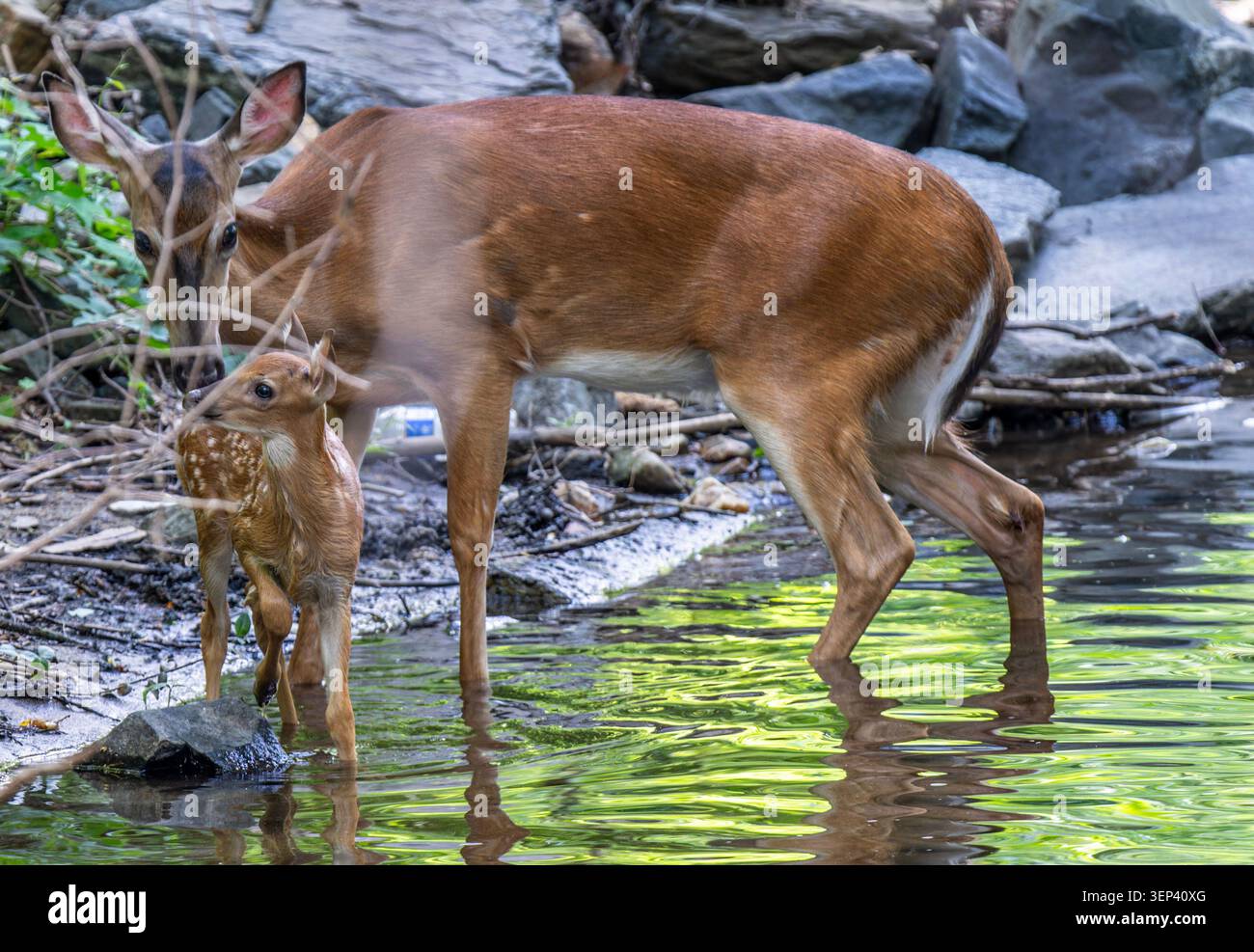 Cerfs à queue blanche dans leur manteau d'été Banque D'Images