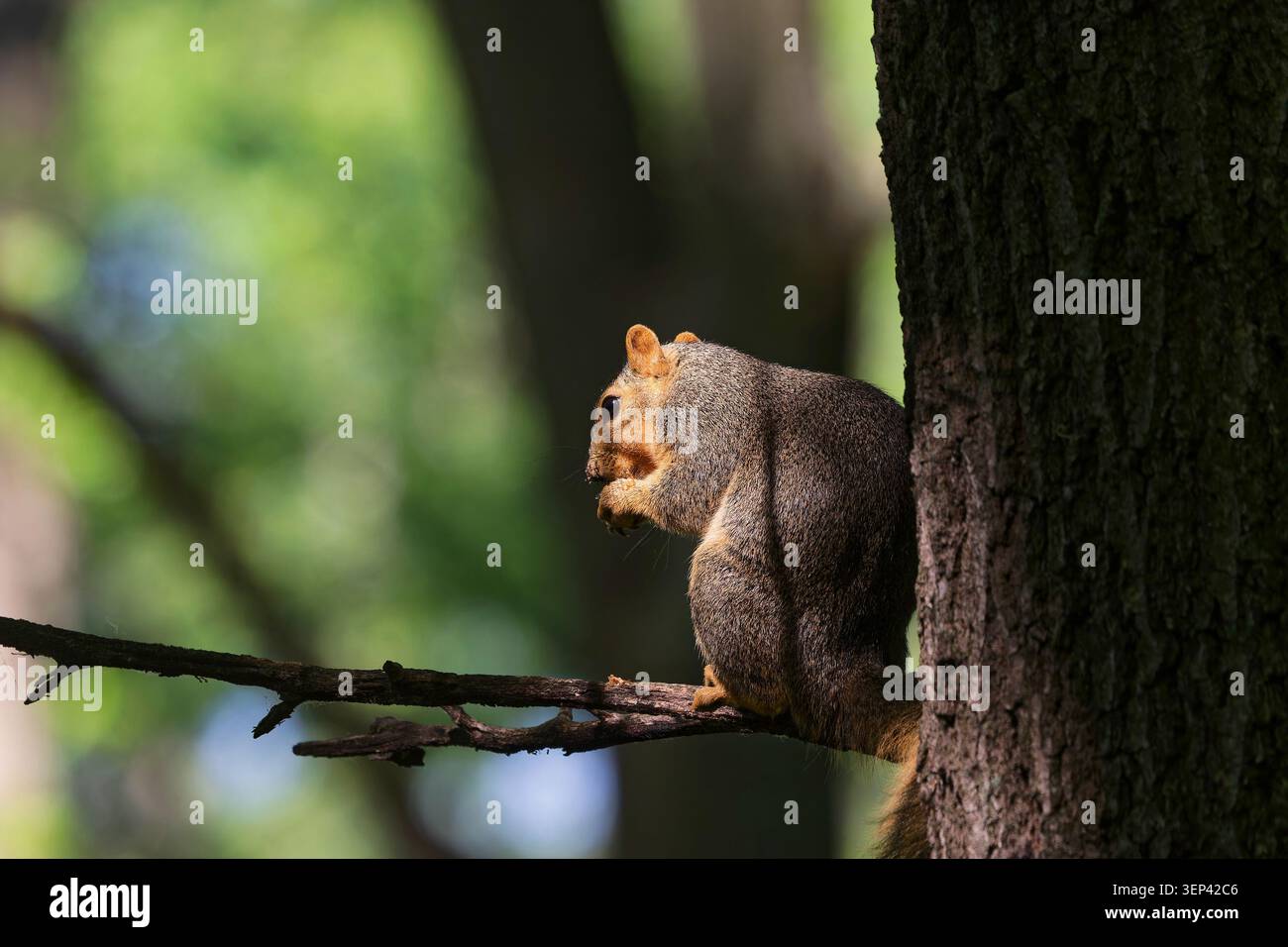L'écureuil renard (Sciurus Niger), également connu sous le nom d'écureuil renard de l'est ou écureuil renard de Bryant. Banque D'Images