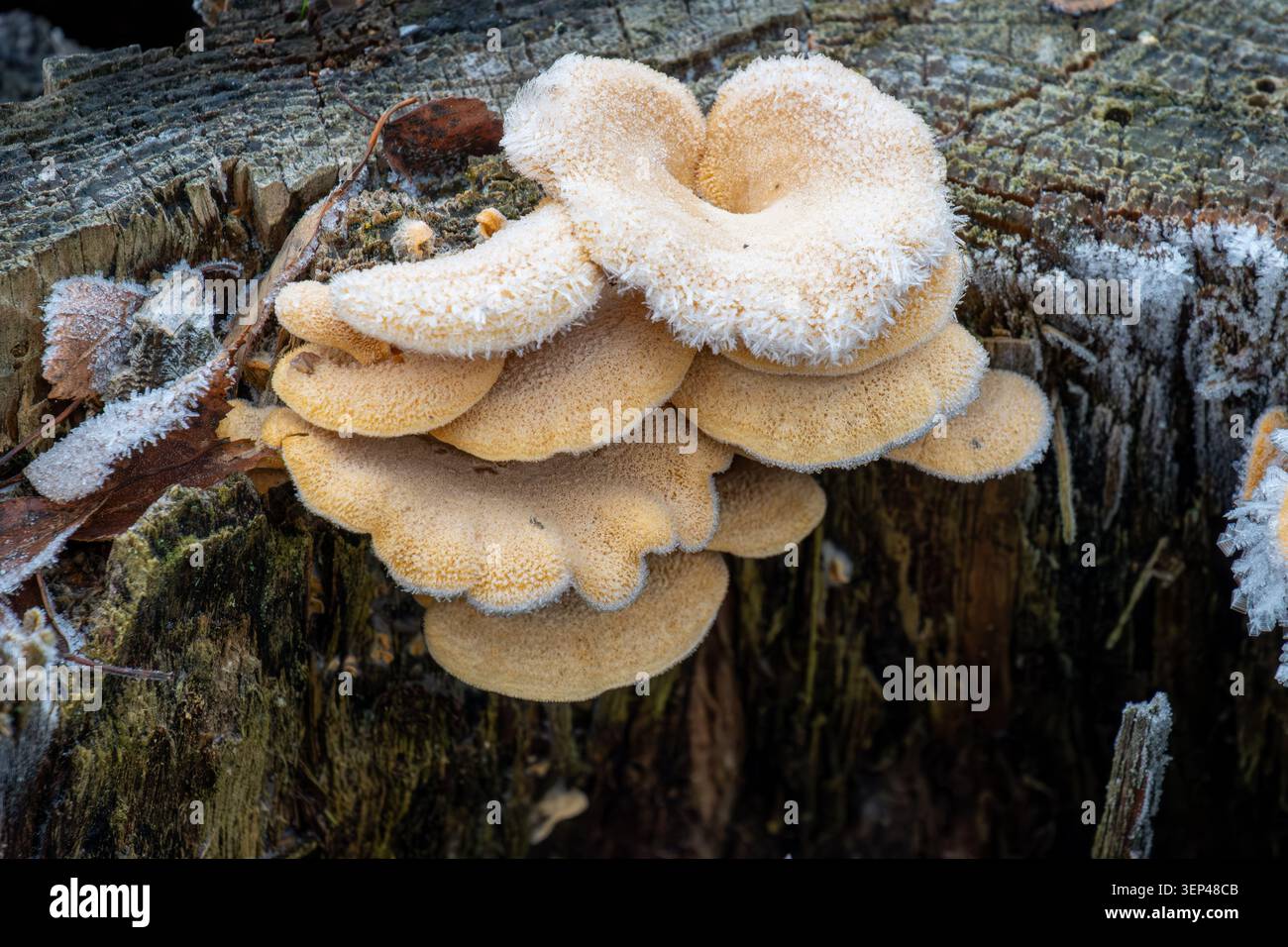 Champignons couverts de gel poussant sur une souche d'arbre en décomposition dans les bois de la fin de l'automne Banque D'Images