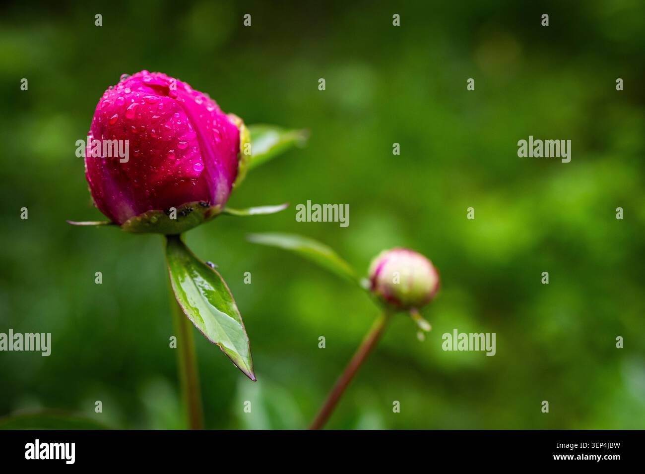 Un bourgeon de pivoine éclatant perlé par la pluie se penche dans un bokeh vert tandis qu'un deuxième bourgeon attend derrière la scène pour capturer la promesse de la floraison et les tendres paus Banque D'Images