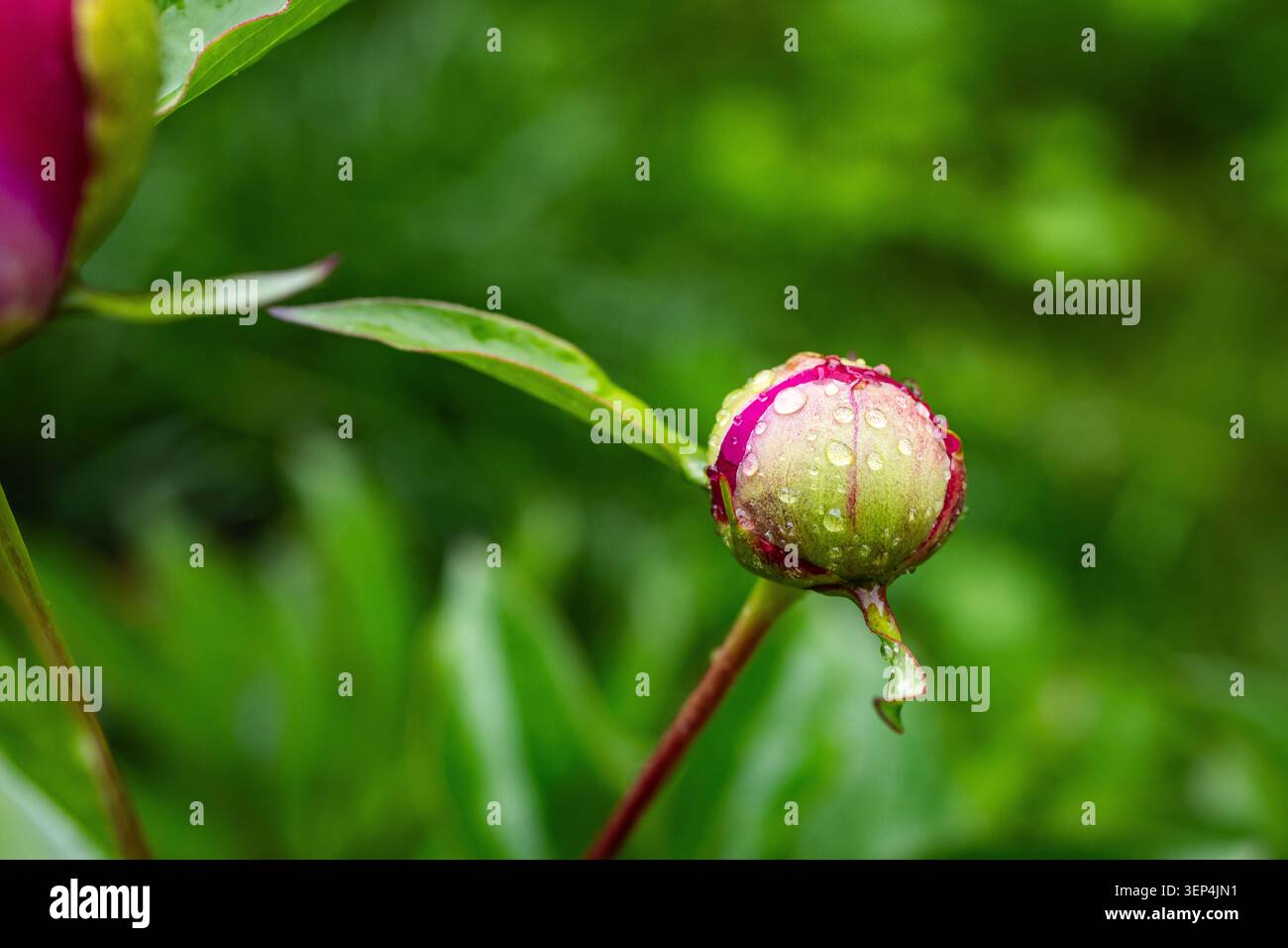 Le bourgeon de pivoine rond unique avec de minuscules gouttelettes se tient pointu sur un fond velouté laisse arquer à proximité et le moment se sent lumineux expectant et pe Banque D'Images