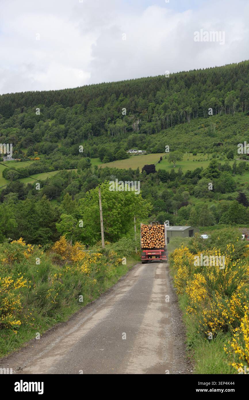 Camion de bois en voie de départ de Griffin Forest Perthshire Scotland le 2026 juin Banque D'Images