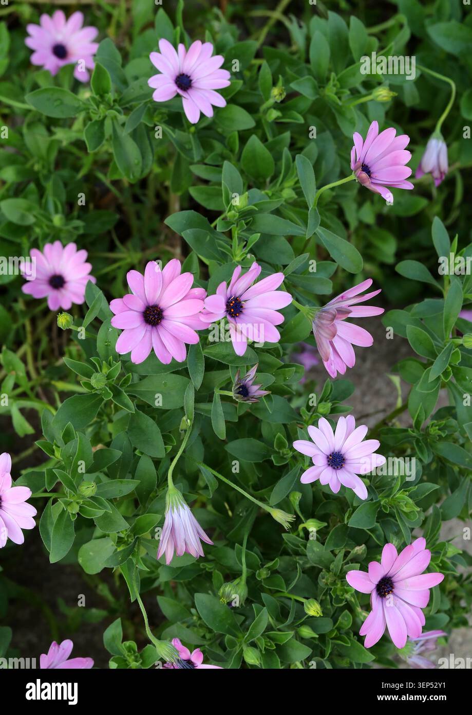 Marguerites africaines, marguerites sud-africaines ou marguerites du Cap, Osteospermum 'Astra Pink', Asteraceae. Afrique du Sud, Afrique. Banque D'Images