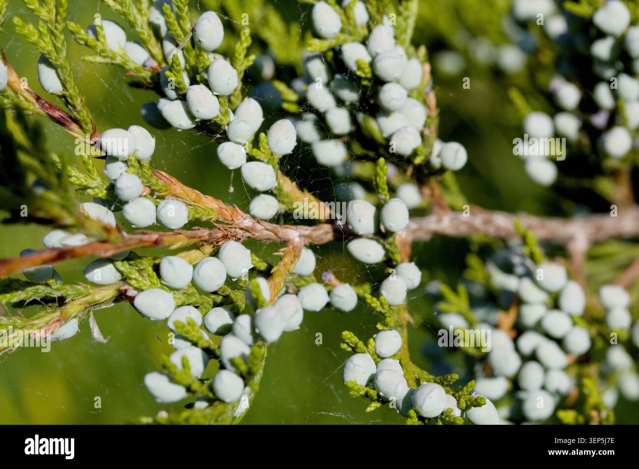 Juniper Tree Berry Banque D'Images