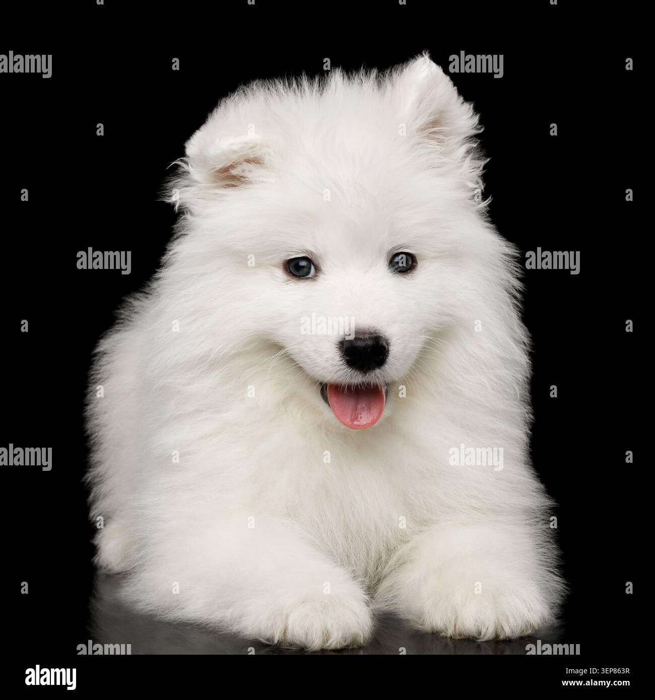 Cute White Samoyed Puppy couché isolé sur fond noir, vue de face Banque D'Images