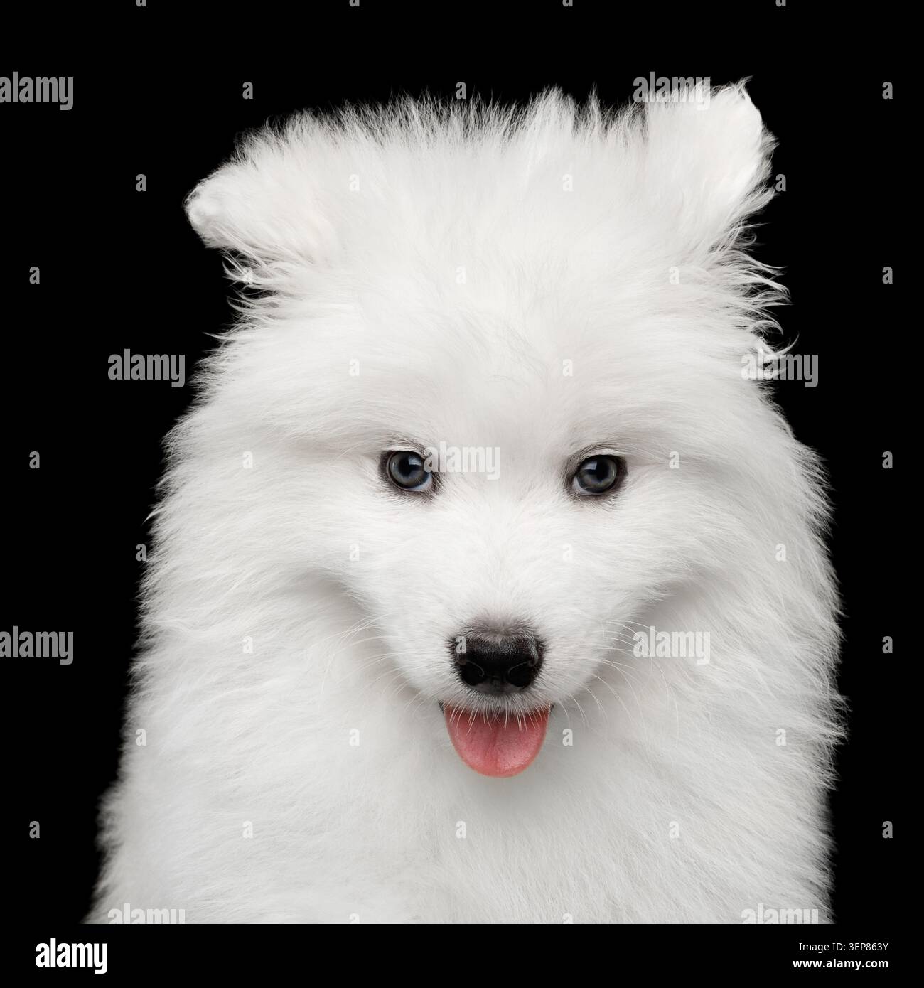 Portrait drôle de chiot Samoyed blanc isolé sur fond noir, vue de face Banque D'Images