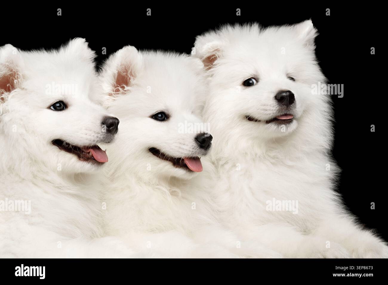 Gros plan trois drôles de chiots blancs Samoyed amicaux couchés ensemble isolés sur fond noir, vue de face Banque D'Images
