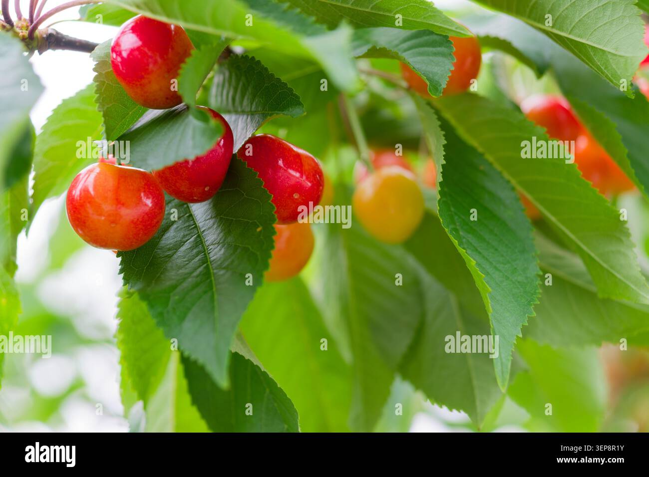 Cerises mûres accrochées à Branch dans la préfecture de Yamagata, célèbre récolte de fruits japonais aux couleurs fraîches de l'été Banque D'Images