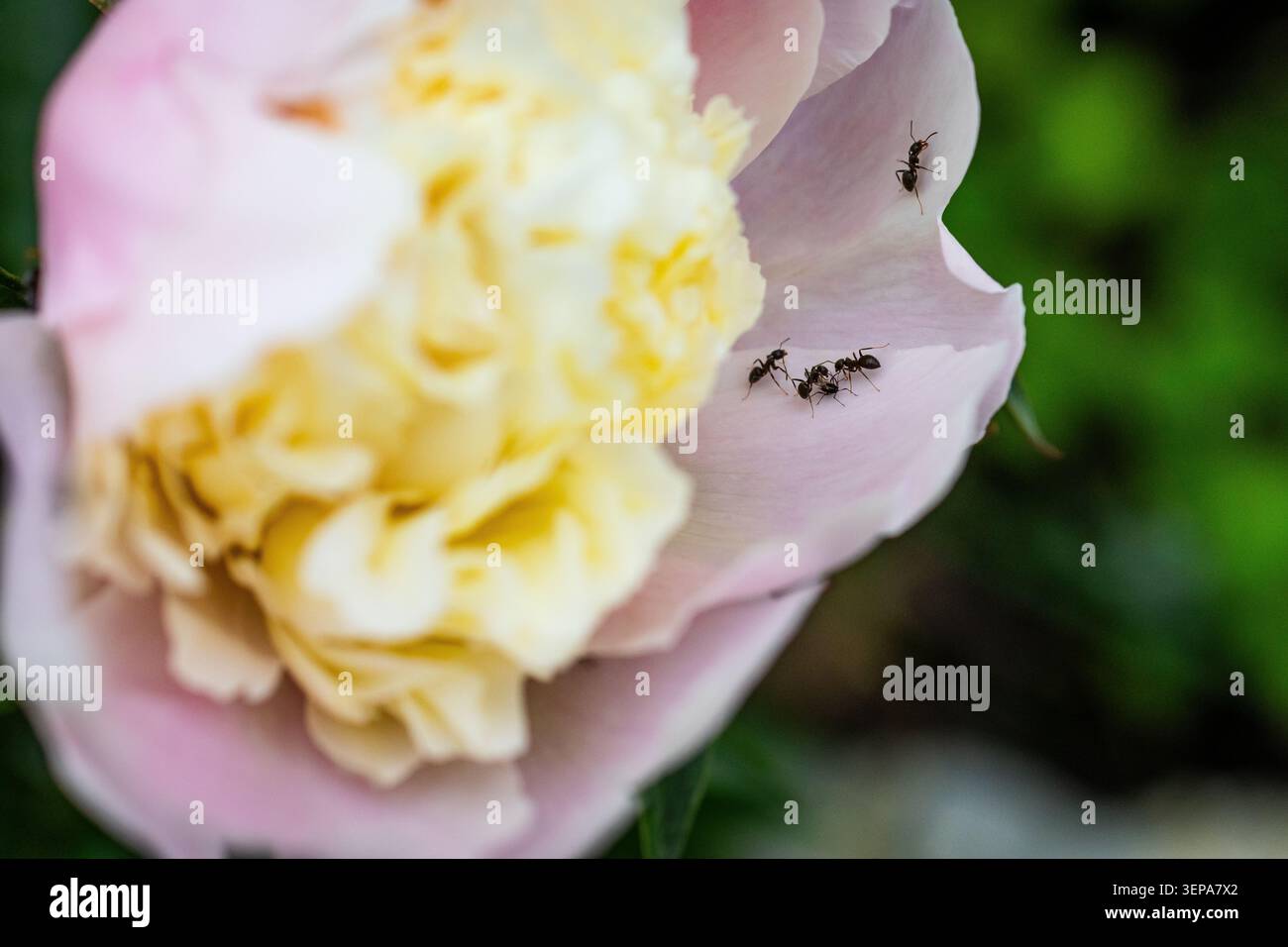 Une équipe de fourmis navigue sur la surface incurvée d'un pétale de pivoine à blush près du centre de la fleur avec un flou vert au-delà tandis que les détails fins de la texture du pétale Banque D'Images