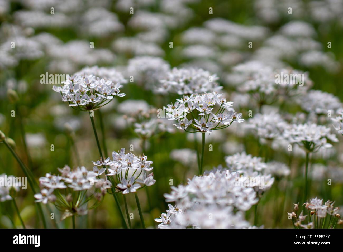 Masses de fleurs d'Allium neapolitanum à faible profondeur de champ. Aussi connu sous le nom d'ail napolitain ou Naples, ail jonquille, oignon fleuri et GUE Banque D'Images