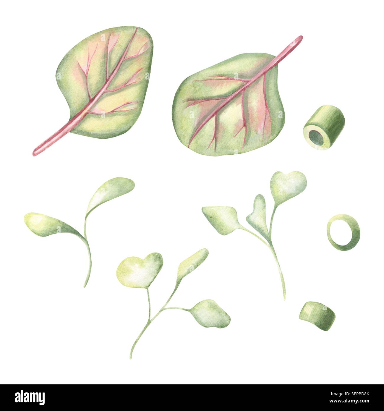 Ensemble Microgreens, anneaux verts à l'oignon pour les plats asiatiques, poke bols, sushis, ramen, salades. Illustration aquarelle peinte à la main isolée sur blanc pour le repos Banque D'Images