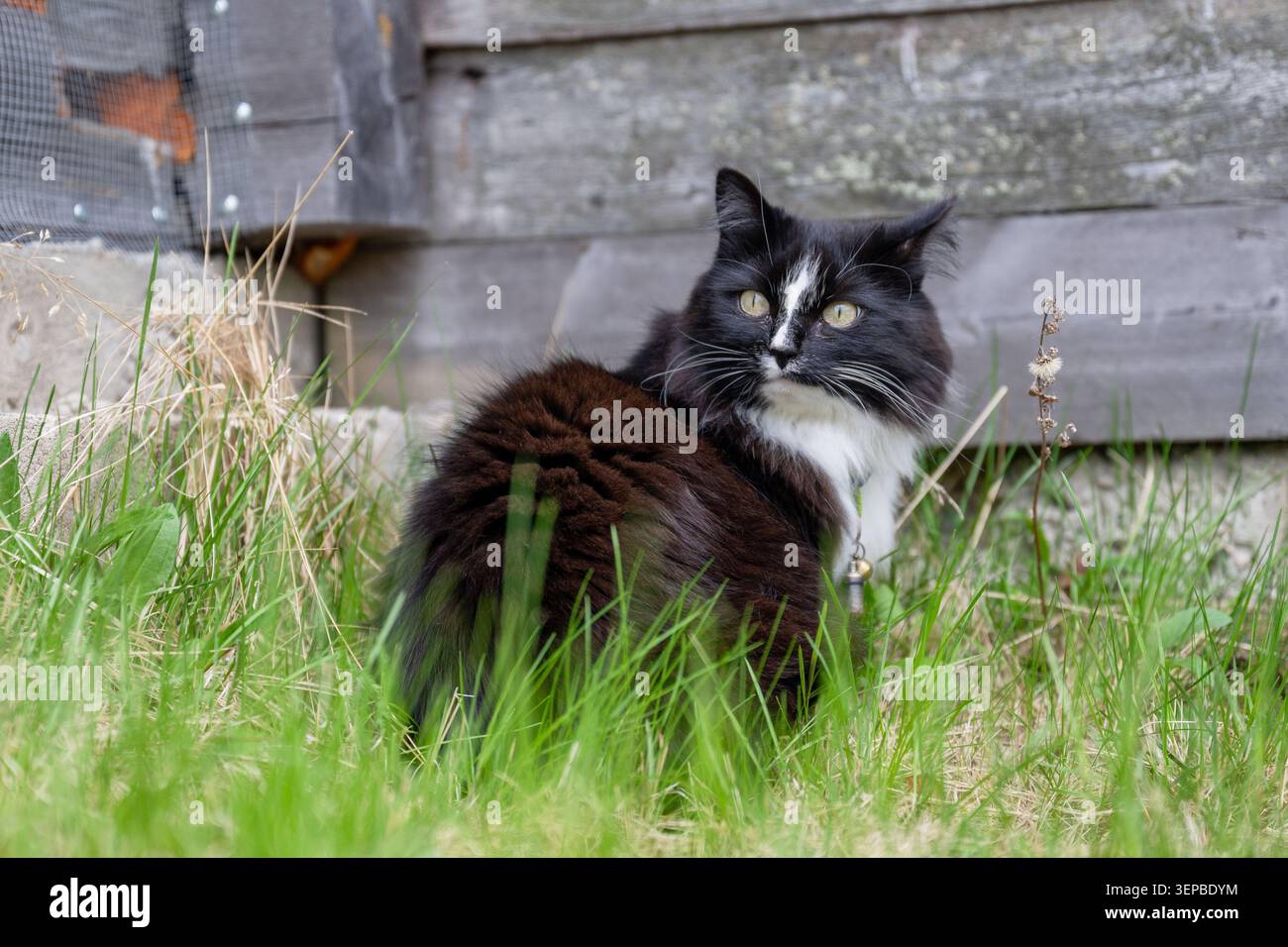 chat noir et blanc debout dans de hautes herbes près d'un hangar en bois rustique Banque D'Images