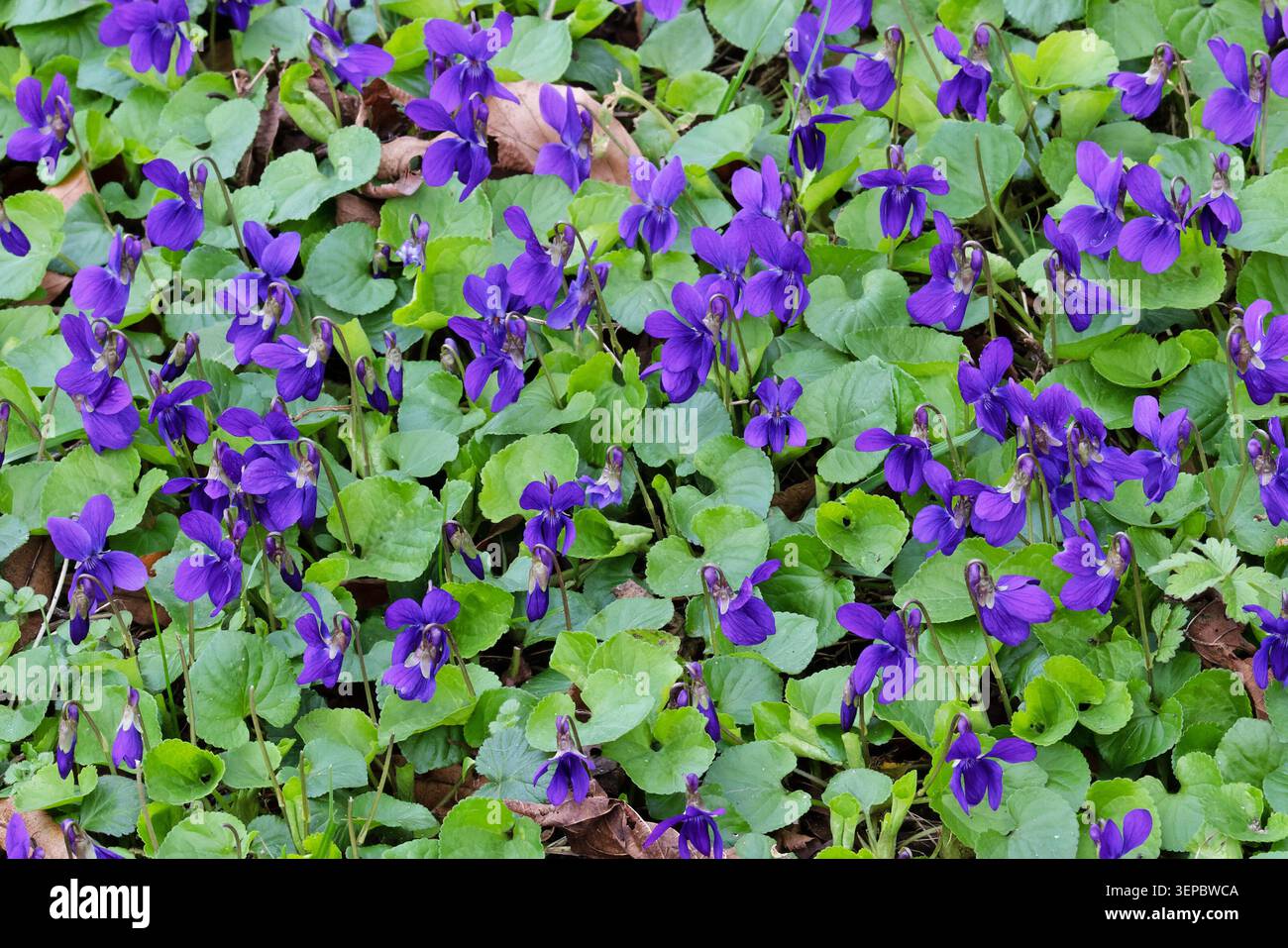 Douce Violet (Viola odorata) fleurs Norfolk mars 2026 Banque D'Images