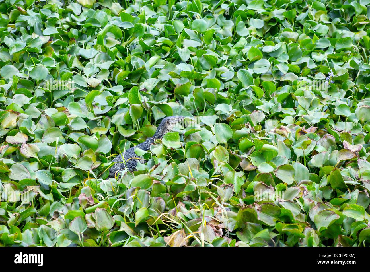 Moniteur d'eau asiatique dans un canal avec de l'eau verte et jacinthe d'eau Banque D'Images