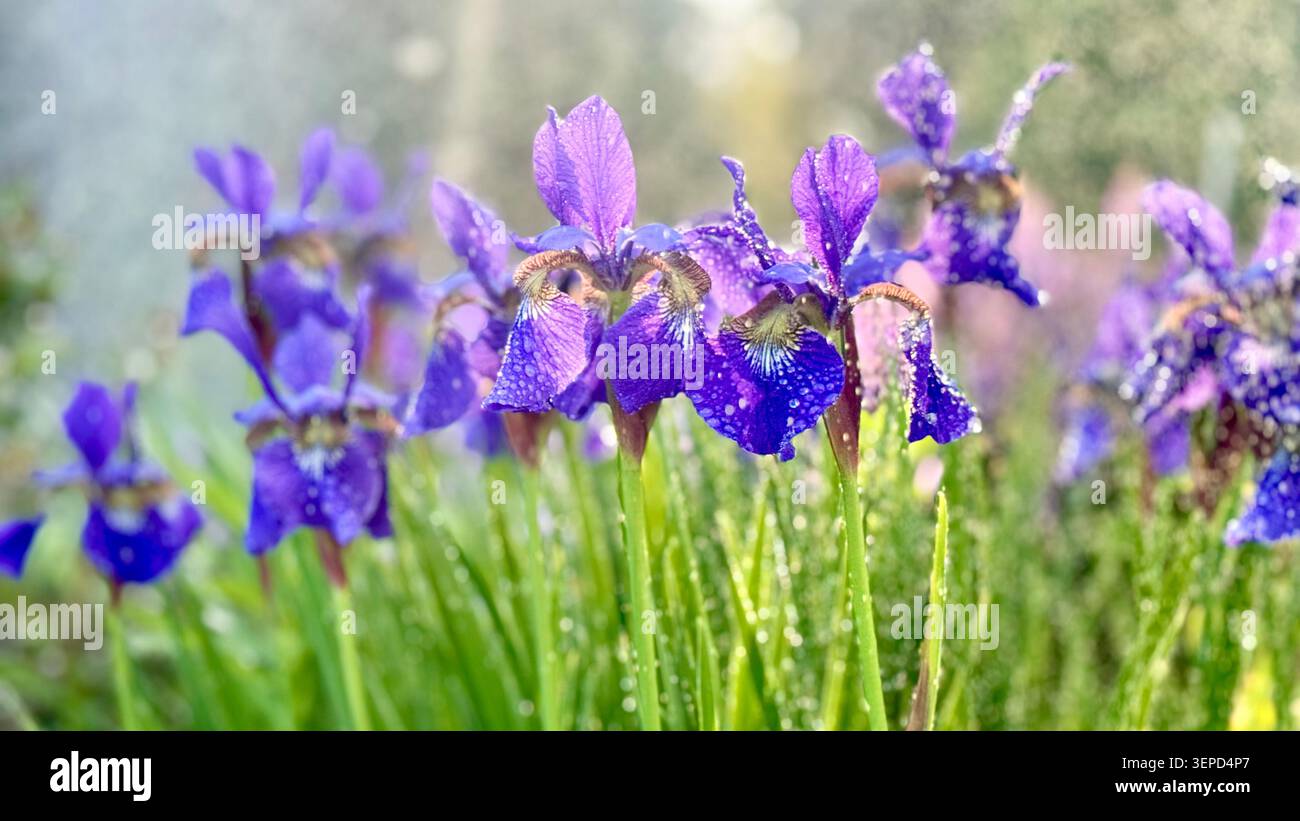 Iris violet au soleil après la pluie Banque D'Images