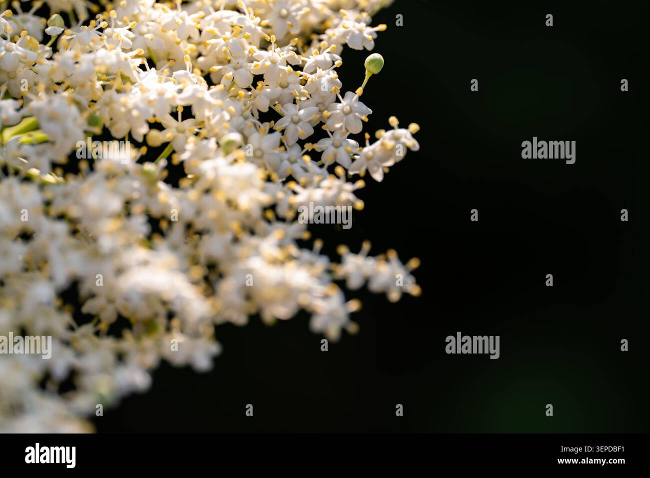 Les baies de sureau fleurissent sur fond de teintes naturelles douces. Banque D'Images