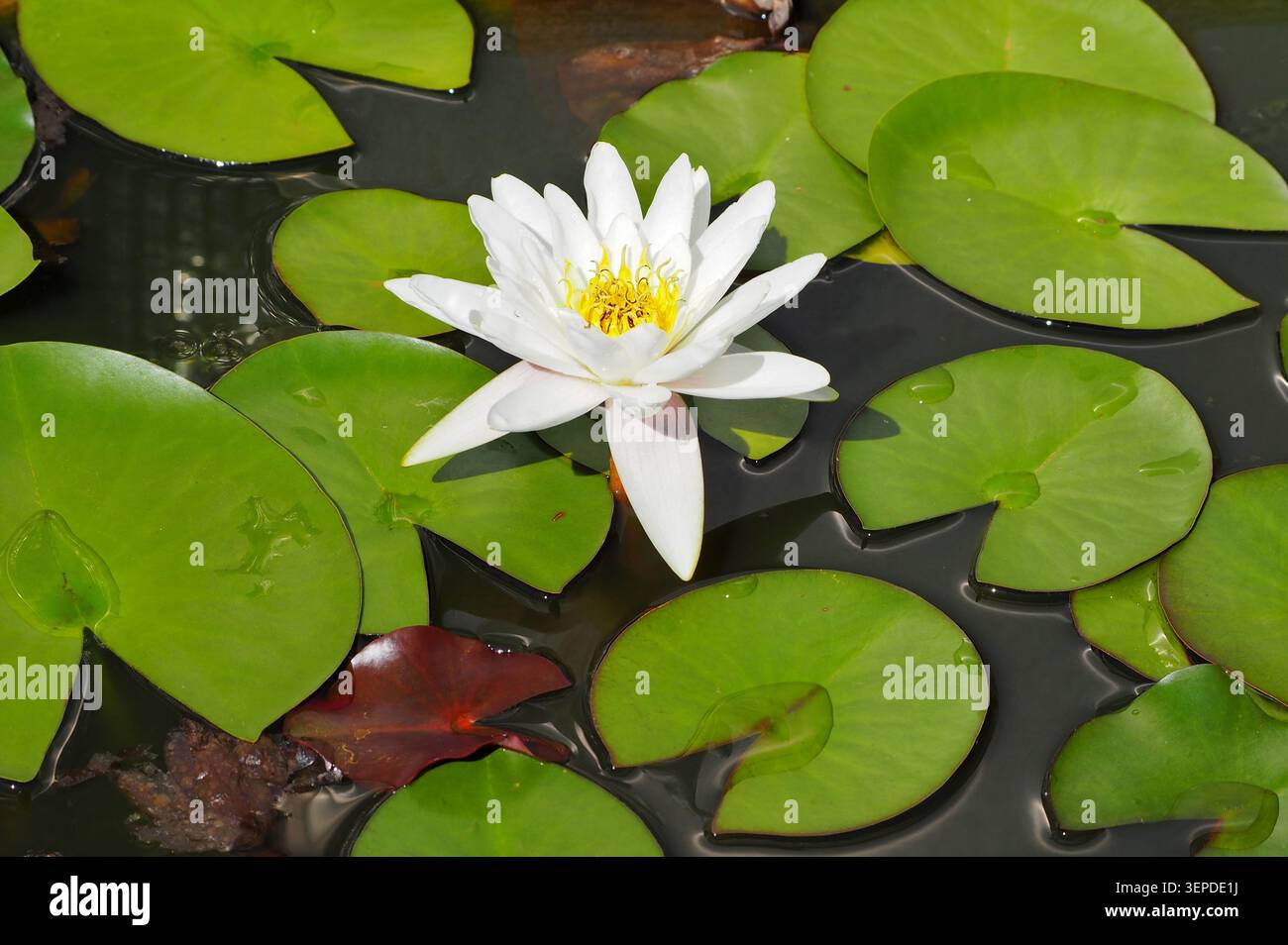 Nymphaea Alba, également connu sous le nom de lys d'eau vive, dans un étang un jour de milieu d'été. Banque D'Images