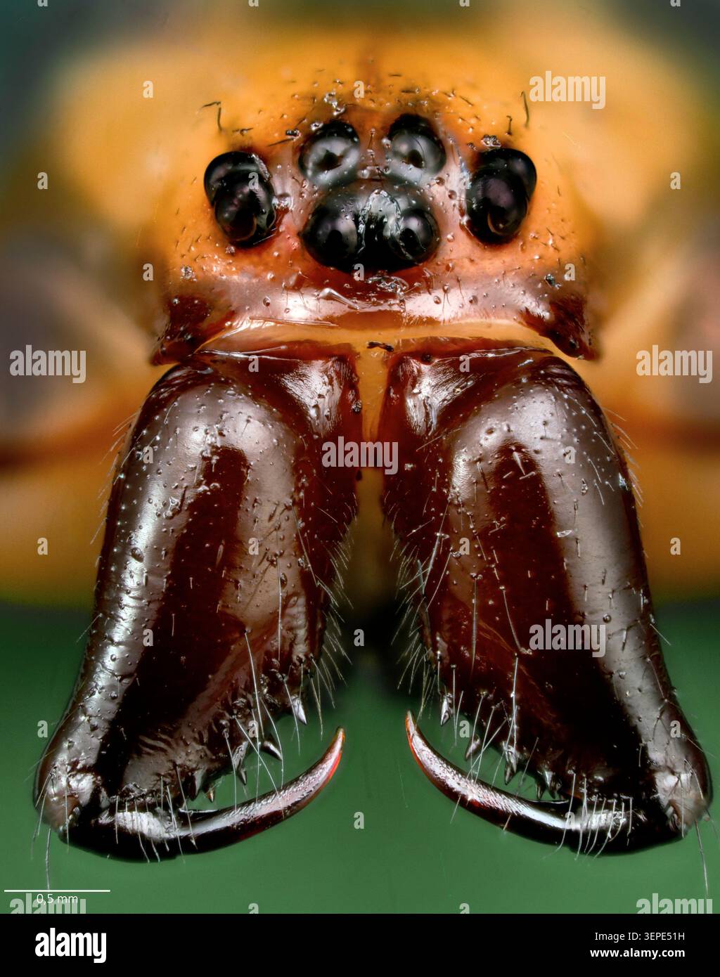 Araignée domestique (Tegenaria sp., T. domestica ?). Gros plan de la tête et de la chelicera et des crocs. Banque D'Images
