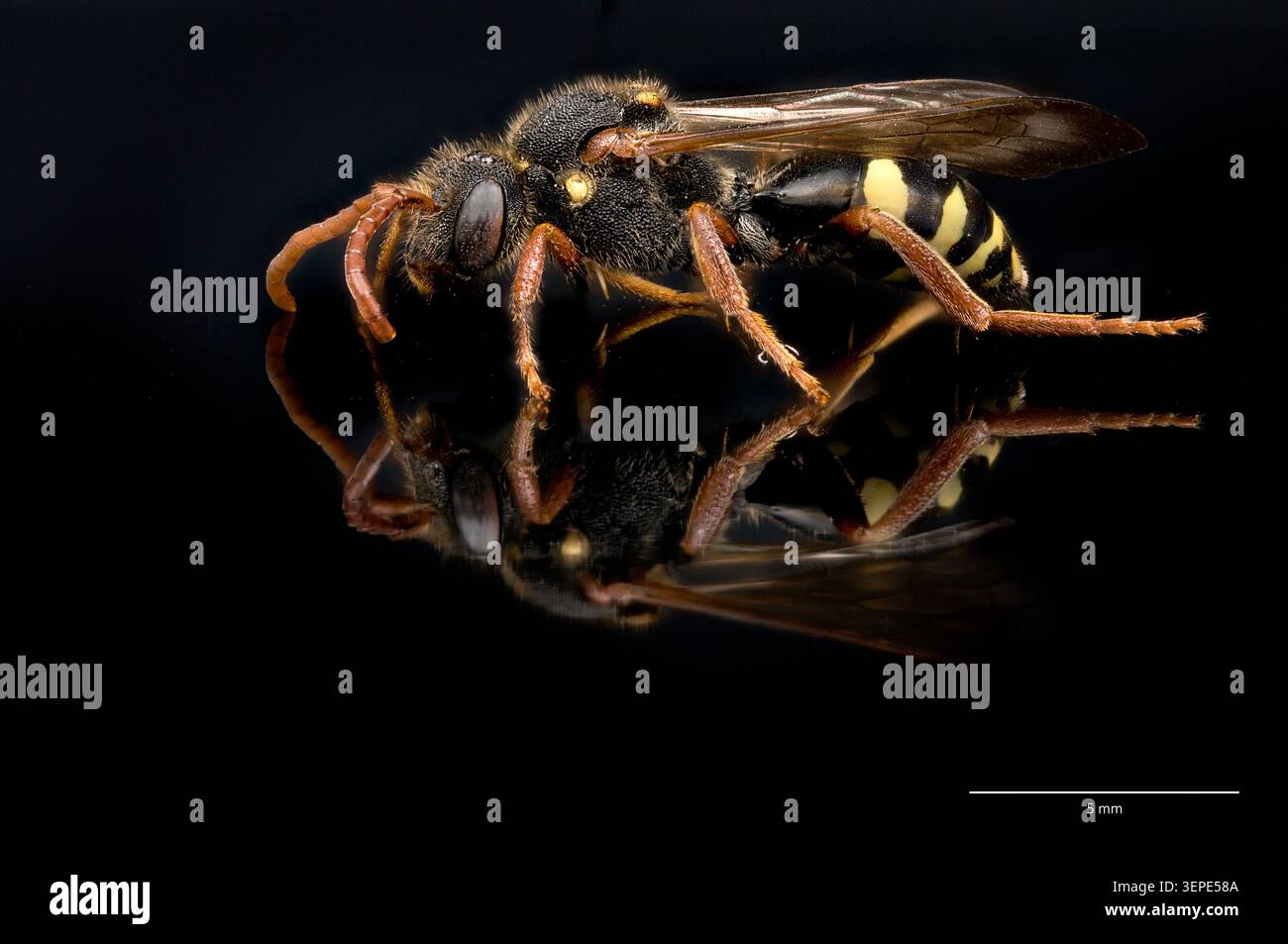 Abeille coucou (Nomada sp., probablement N. fulvicornis). Banque D'Images