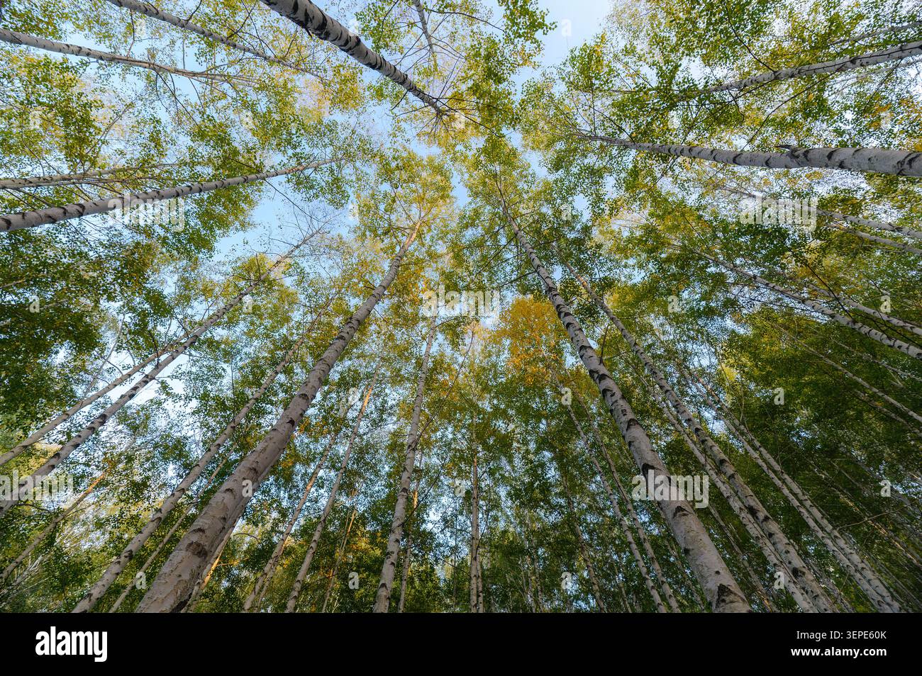 Regarder jusqu'à Bird Forest avec l'écorce blanche et le feuillage vert et jaune luxuriant vibrant pendant la saison d'automne Banque D'Images