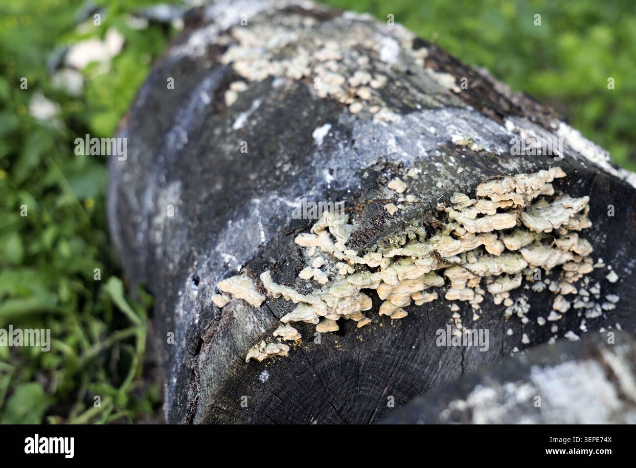 Les champignons qui poussent sur une bûche tombée signifient le processus de décomposition naturelle et de renouvellement dans un environnement forestier, contribuant au cycle de l'écosystème Banque D'Images