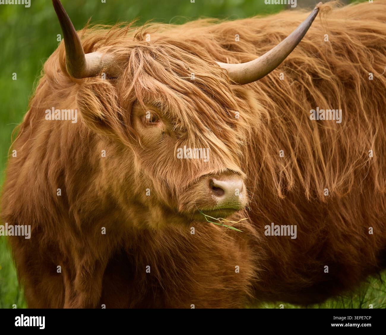 Portrait en gros plan d'une curieuse vache des Highlands avec une frange déchirante et une expression humoristique, Écosse, Royaume-Uni Banque D'Images