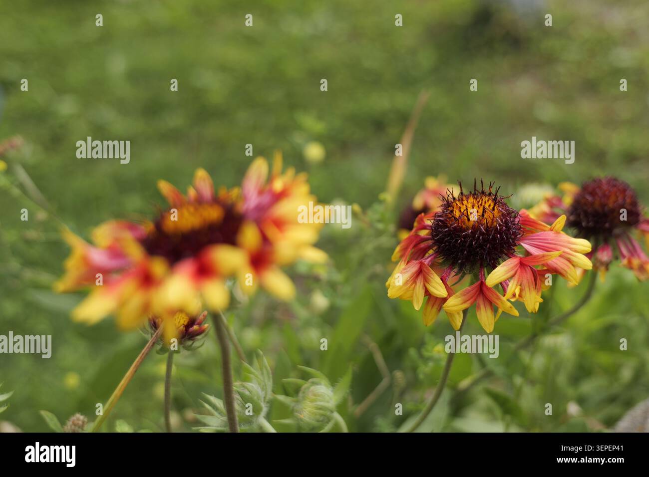 Fleurs de Gaillardia affichant des pétales rouges et jaunes vibrants avec un centre sombre, poussant naturellement dans un jardin vert luxuriant sous la lumière naturelle, symboliz Banque D'Images