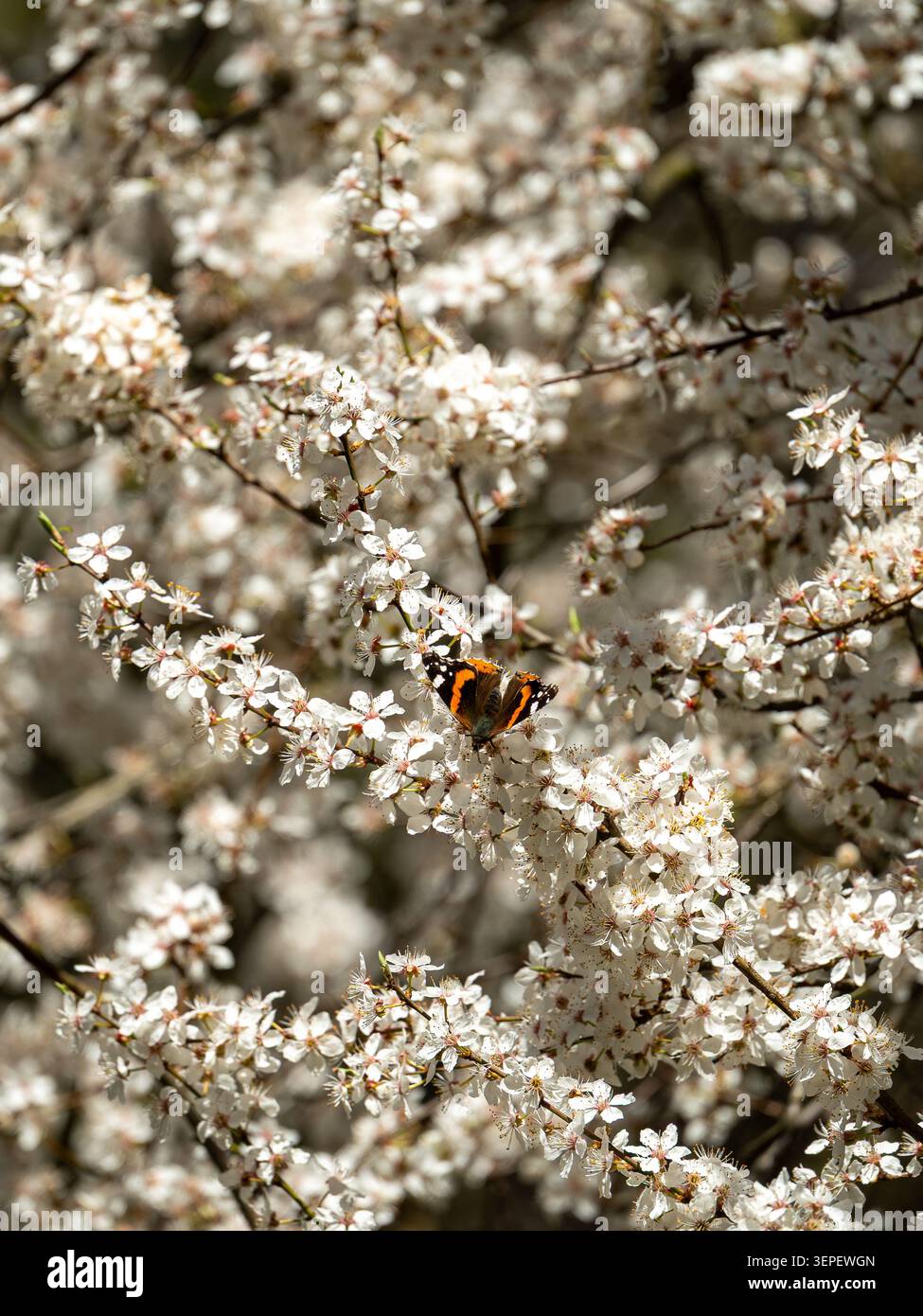 Papillon Vanessa atalanta sur fleur de prunellier blanc, photo de nature de pollinisateur printanier Banque D'Images