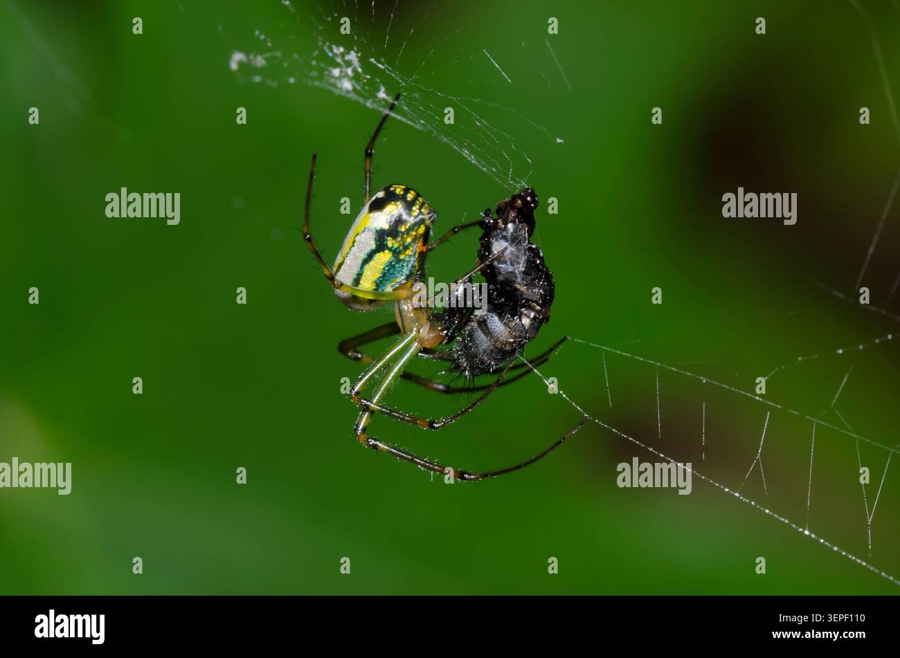 Orchard Spider, Leucauge venusta, avec proie Banque D'Images