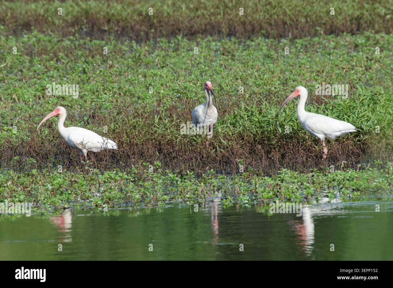 Ibis blanc, Eudocimus albus Banque D'Images
