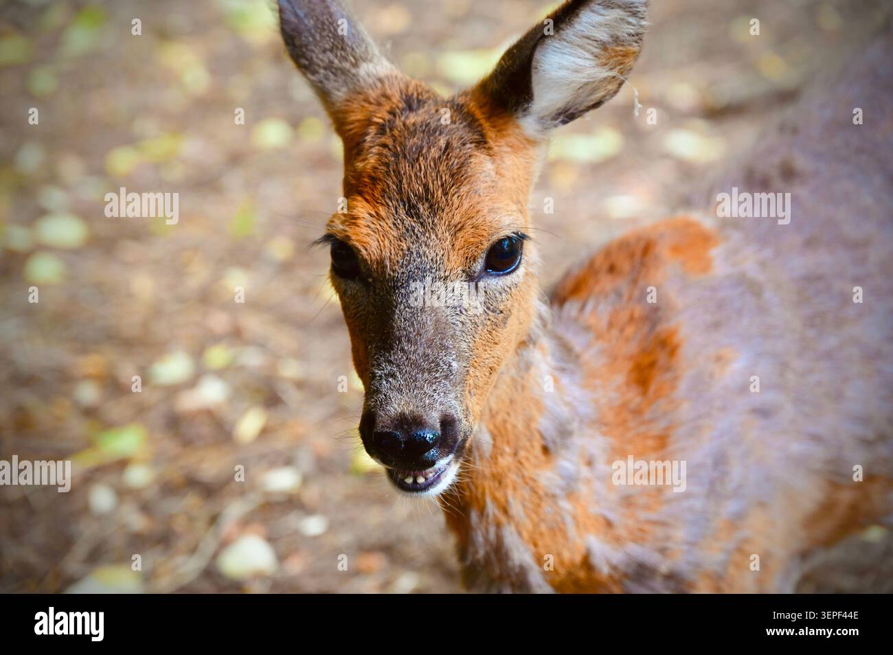 Portrait détaillé en gros plan d'un chevreuil européen sauvage (Capreolus capreolus) dans son habitat forestier naturel. L'animal regarde directement dans l'objectif de la caméra avec une expression alerte et curieuse. Ses yeux sombres, son nez noir et sa bouche légèrement écartée montrant les dents inférieures sont capturés avec une mise au point nette. La fourrure brune et rougeâtre montre une texture naturelle avec quelques taches de mue. L'arrière-plan se compose d'un environnement naturel doux et flou avec des feuilles d'automne tombées et du sol, créant une faible profondeur de champ qui souligne les traits du visage du cerf. Banque D'Images