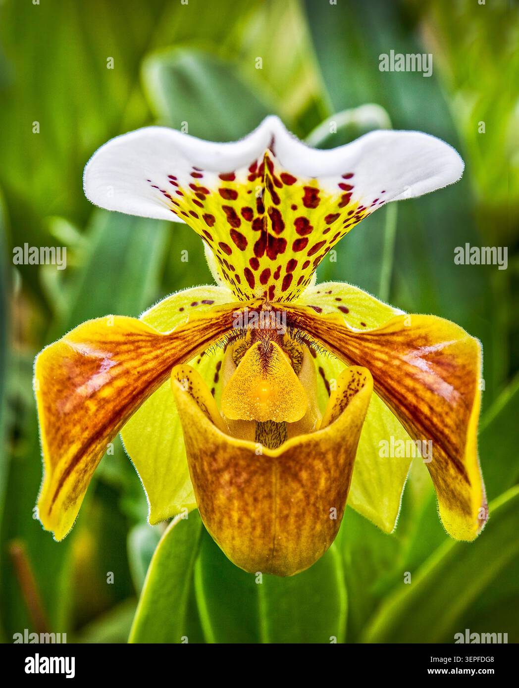 Orchidée de pantoufle de Lady affichant des pétales à pois complexes et une pochette distinctive, capturée avec netteté dans les détails sur un fond vert doux. Banque D'Images