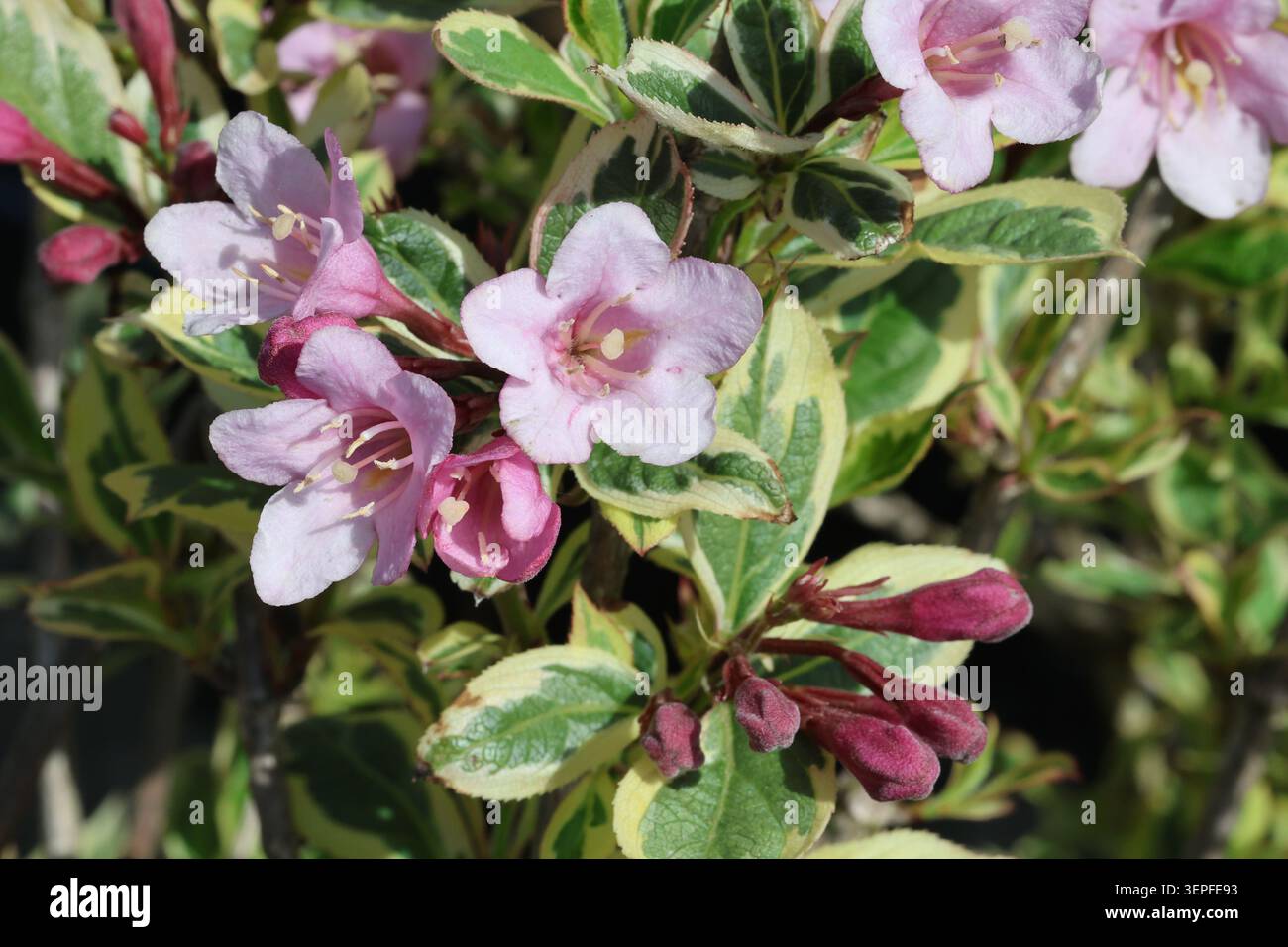 Weigela florida Magical Rainbow ('Kolmagira'PBR). Gros plan de fleurs roses et de feuilles de weigéla panachées crème vert en été. Banque D'Images