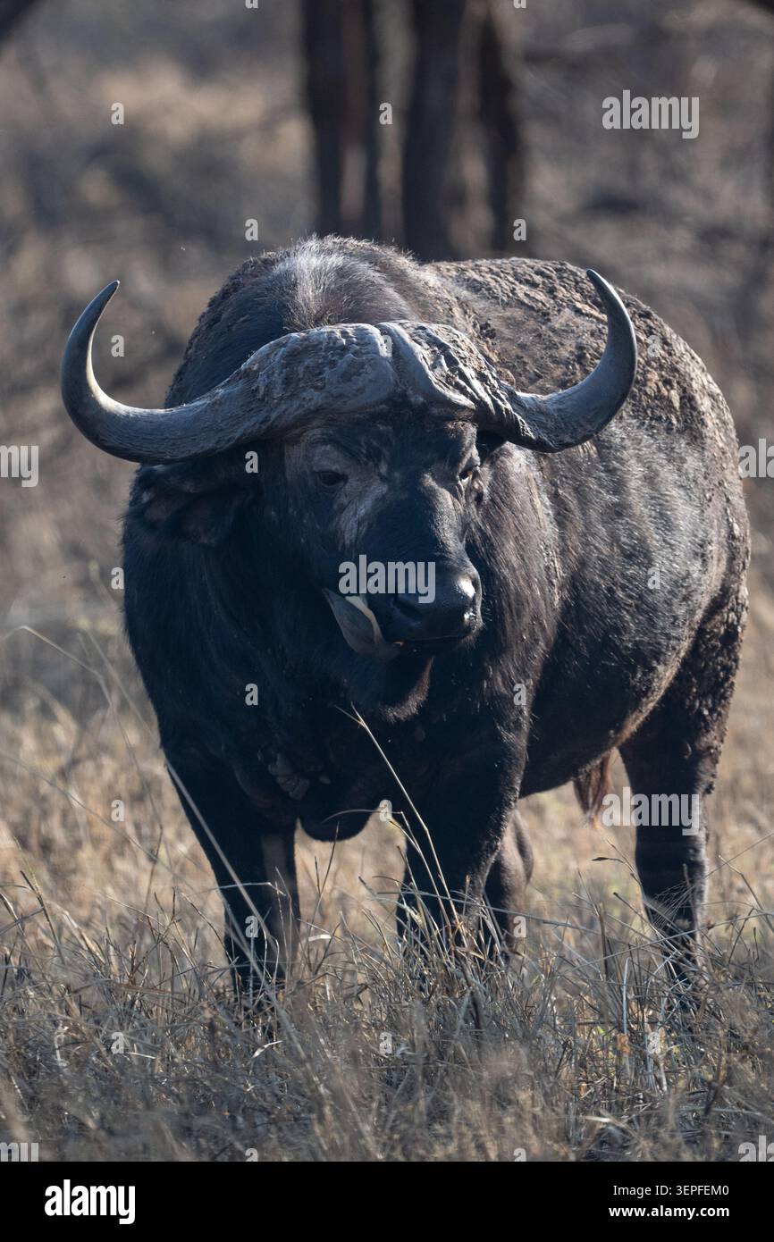 Gros plan d'un buffle africain avec un pic à bec rouge se nourrissant près de sa narine dans le Serengeti, Tanzanie. Banque D'Images