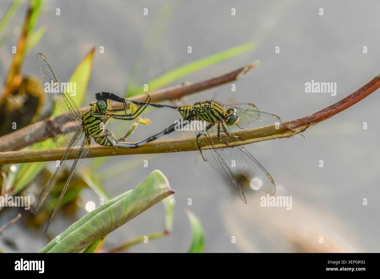 Accouplement de libellules écrémeurs vertes panégées. Photographié dans la partie ouest de Singapour. Banque D'Images