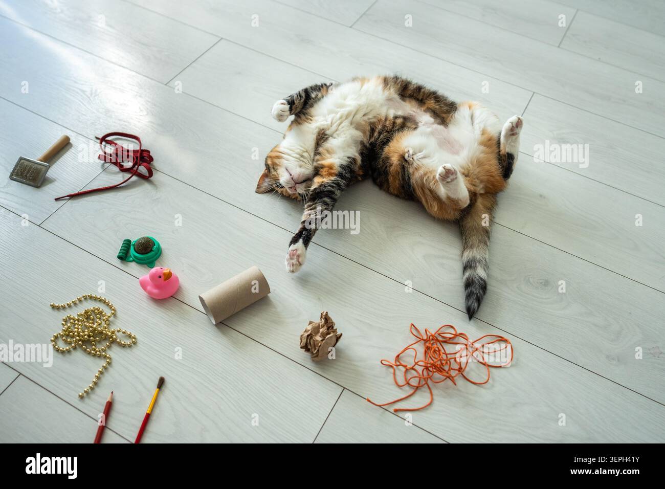 Chat détendu couché sur le dos sur le sol intéressé par divers jouets apportés par le propriétaire pour les soins d'activité d'animal de compagnie Banque D'Images