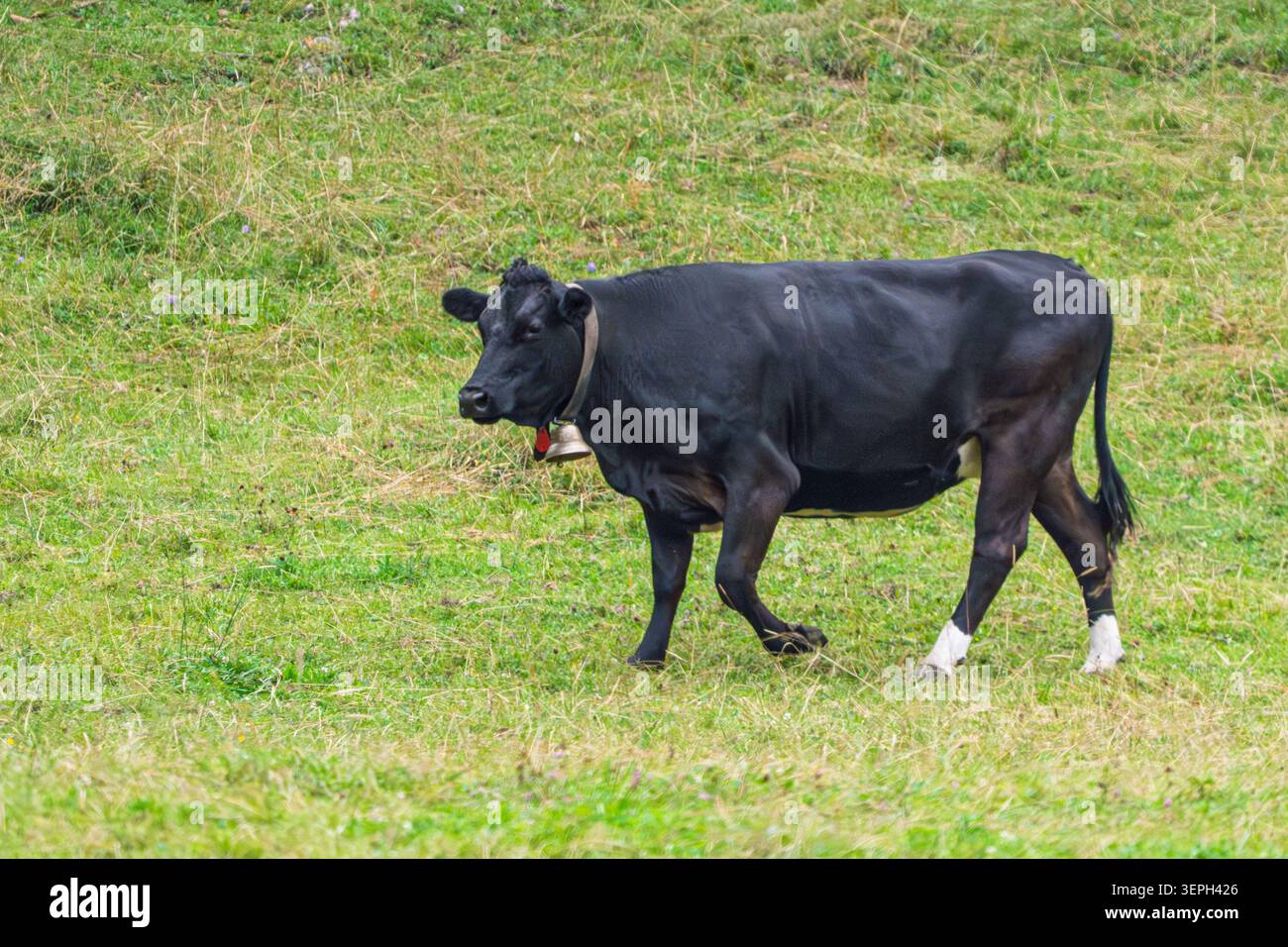 Vache noire paissant dans un pâturage vert luxuriant en Suisse, concept Agriculture et élevage Banque D'Images