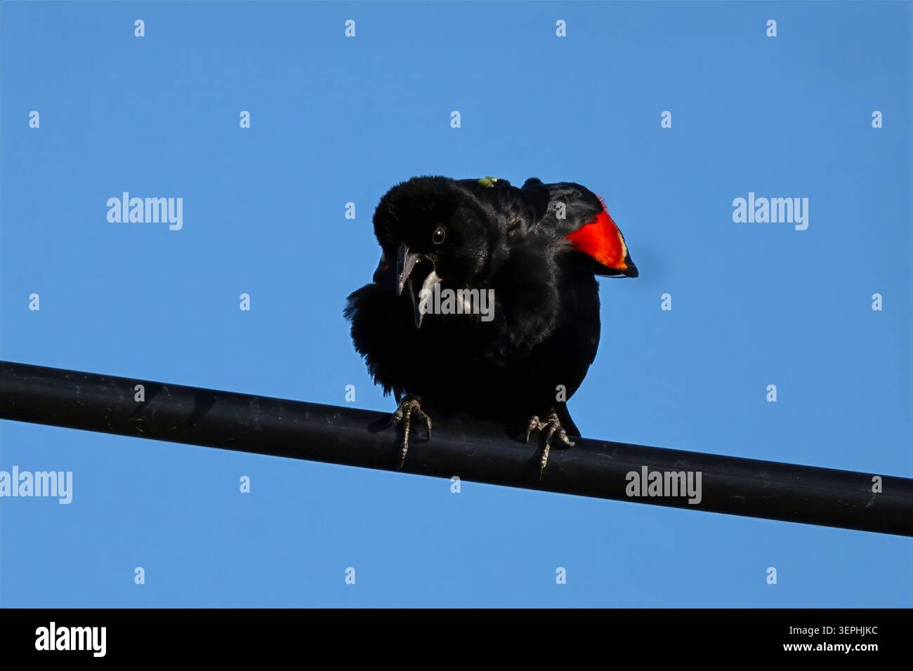 Blackbird à ailes rouges sur un fil Banque D'Images