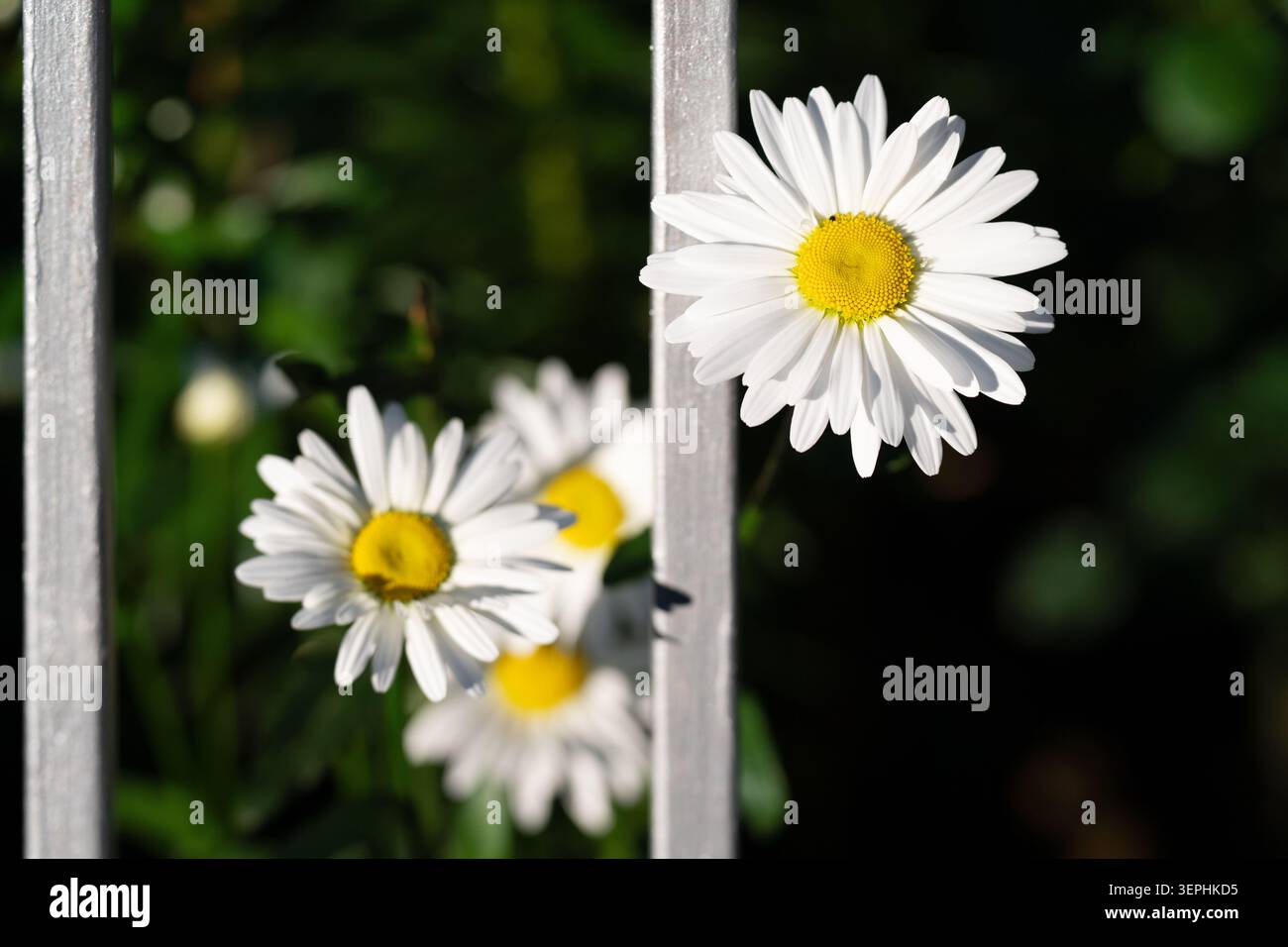 Gros plan avec mise au point sélective d'une fleur de camomille ensoleillée éclatante contrastant avec des barres de fer en acier avec un arrière-plan flou doux. Belle épicerie Banque D'Images