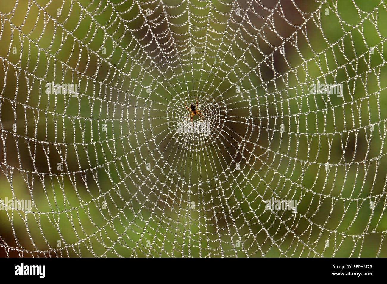 Petite araignée assise dans sa toile complexe avec des gouttes de rosée dans la lumière tôt le matin Banque D'Images