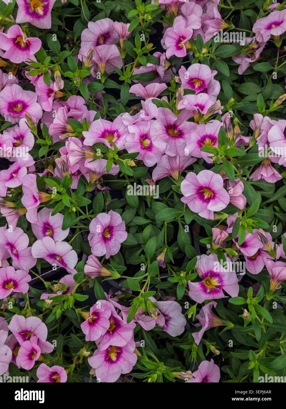 Gros plan sur les fleurs du Calibrachoa Pink Banque D'Images