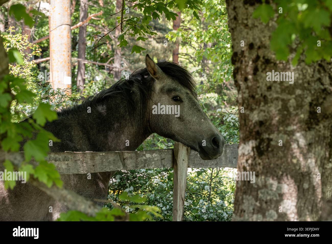Cheval sombre debout derrière une clôture en bois rustique dans une forêt verdoyante avec des arbres, un feuillage vert dense et une lumière naturelle douce créant une scène rurale calme Banque D'Images