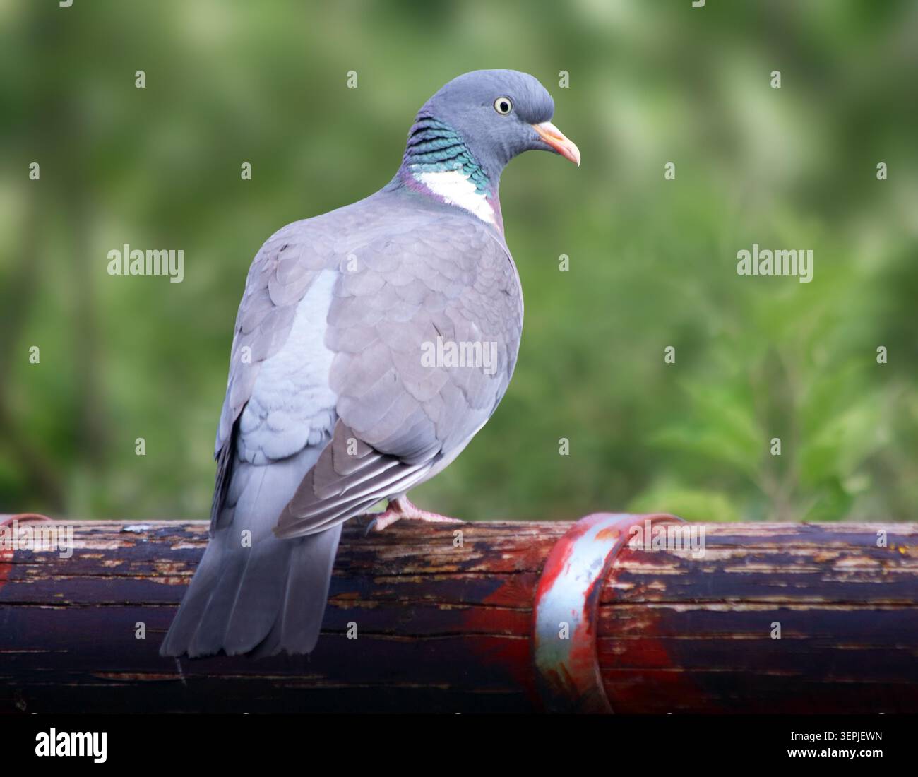 Pigeon de bois commun (Columba palumbus) avec une expression de poupe assis sur une branche. Banque D'Images